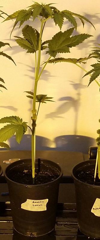 Barneys farm amnesia lemon 6