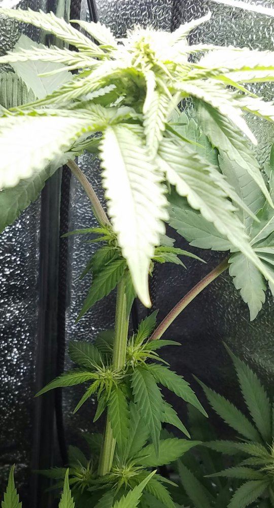 Barneys farm amnesia lemon 7