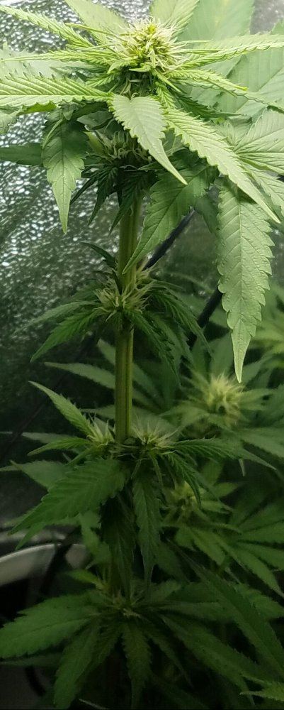 Barneys farm amnesia lemon 8