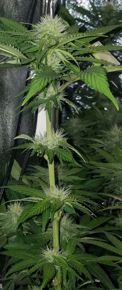 Barneys farm amnesia lemon 9