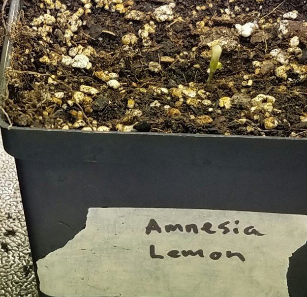 Barneys farm amnesia lemon
