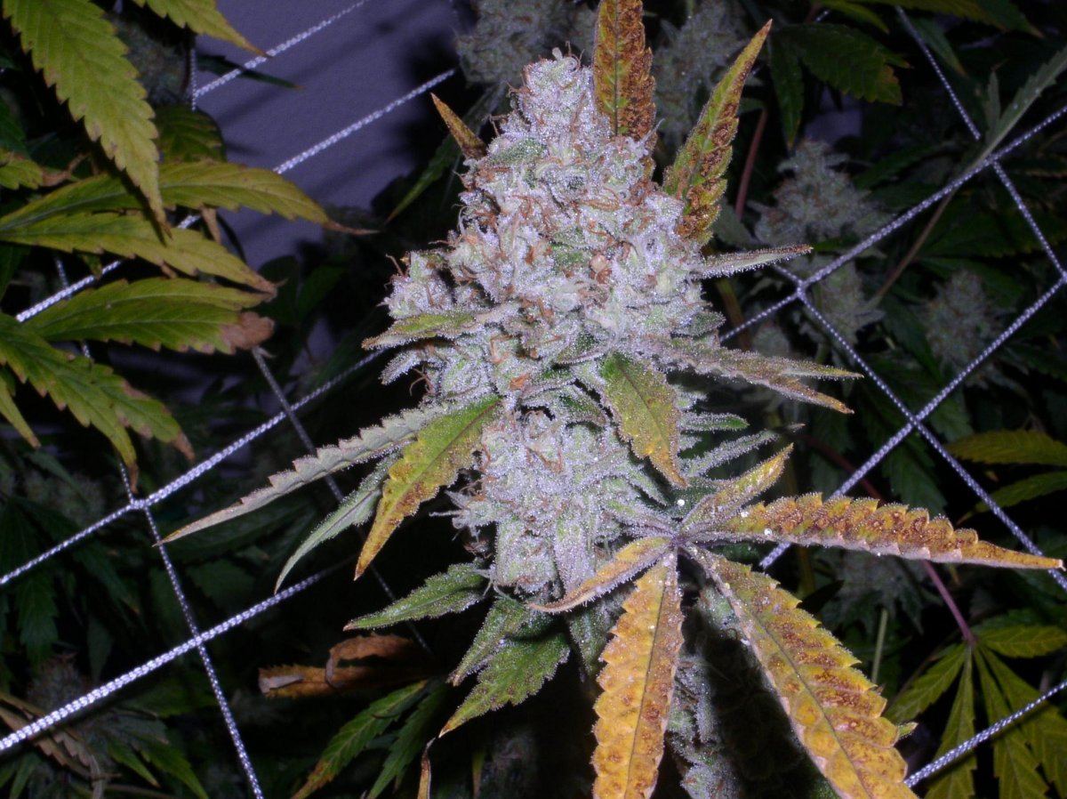 Barneys farm lsd