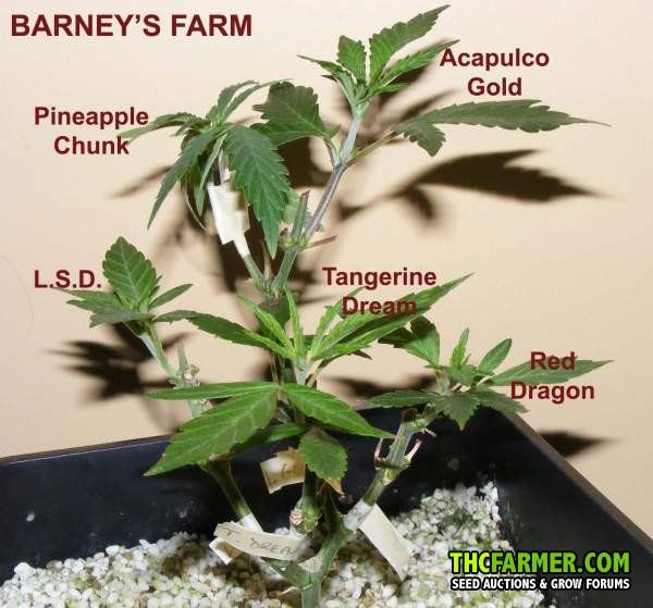 Barneys 5 strain