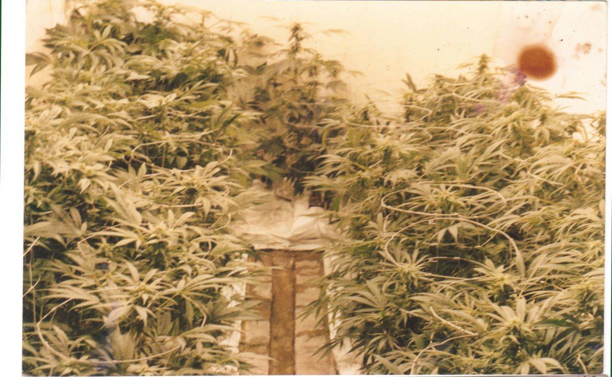 Basement cannabis castle
