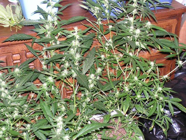 BASIC DIESEL CLONES
