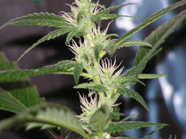 Basic diesel x sugar ape