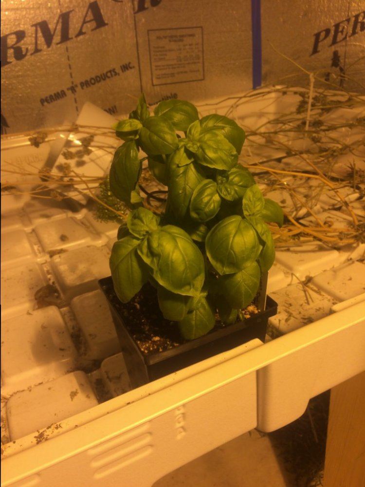 Basil