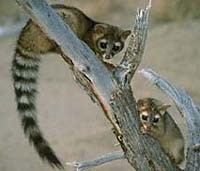 Bassariscus
