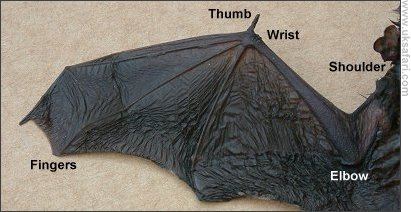 Batwing2