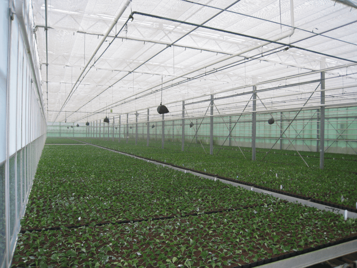 Bay City Flower Co01