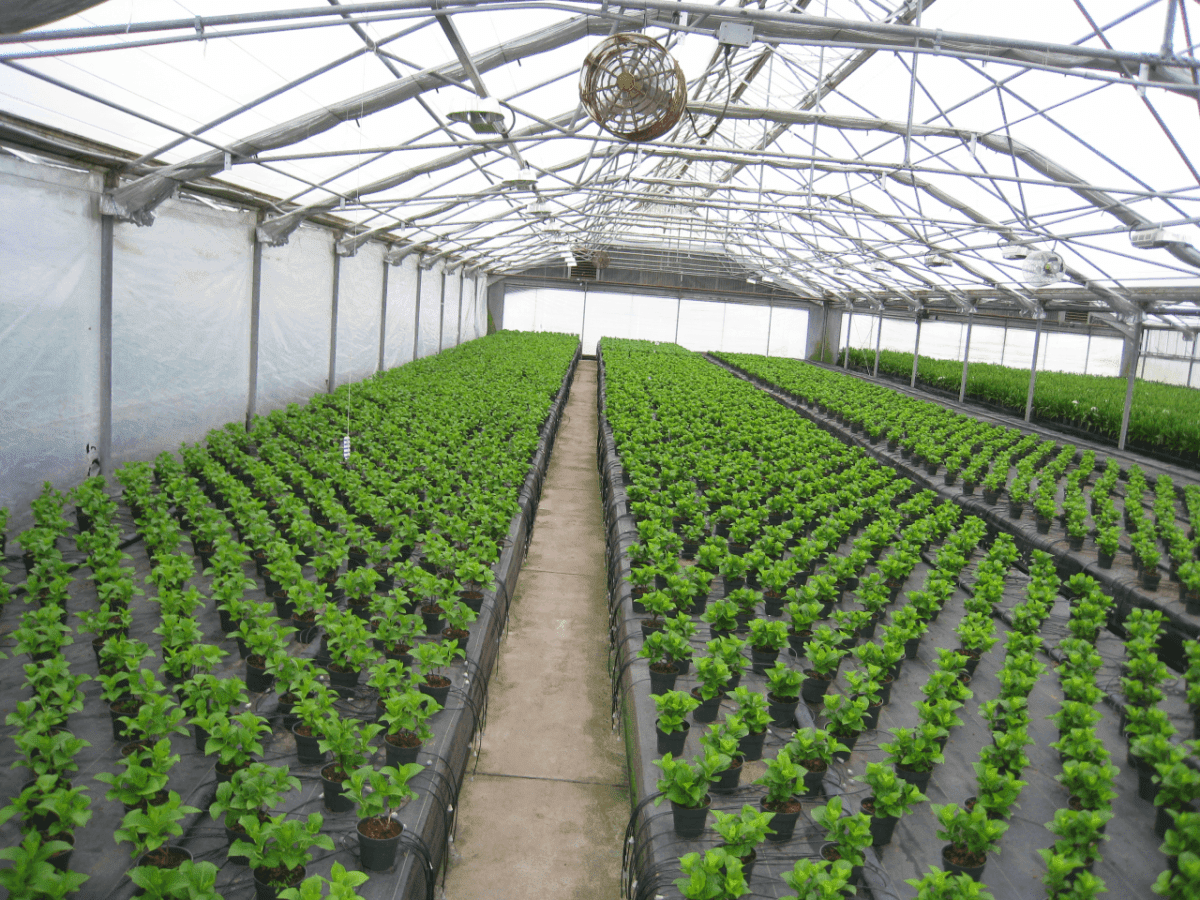 Bay City Flower Co04