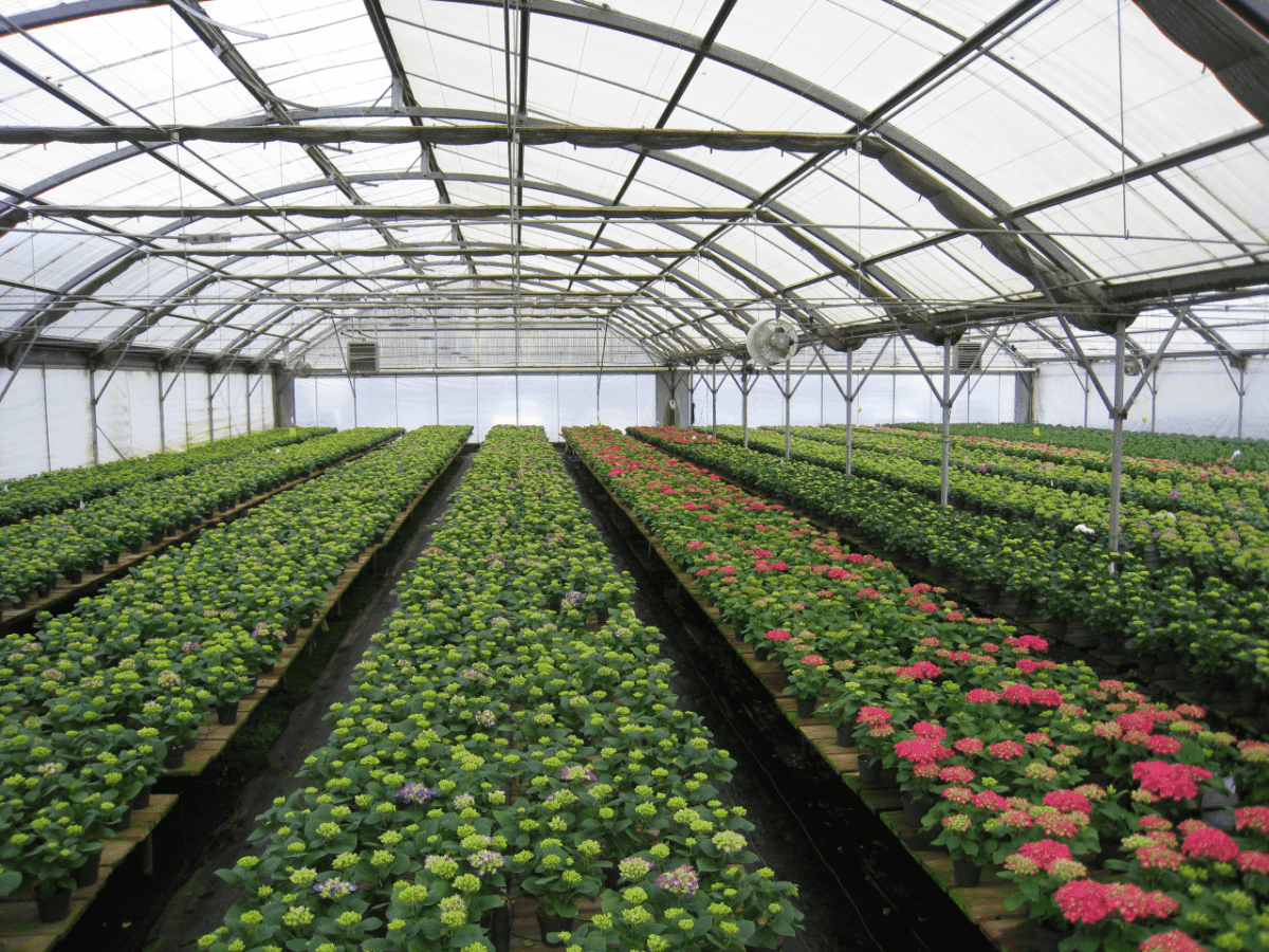 Bay City Flower Co05