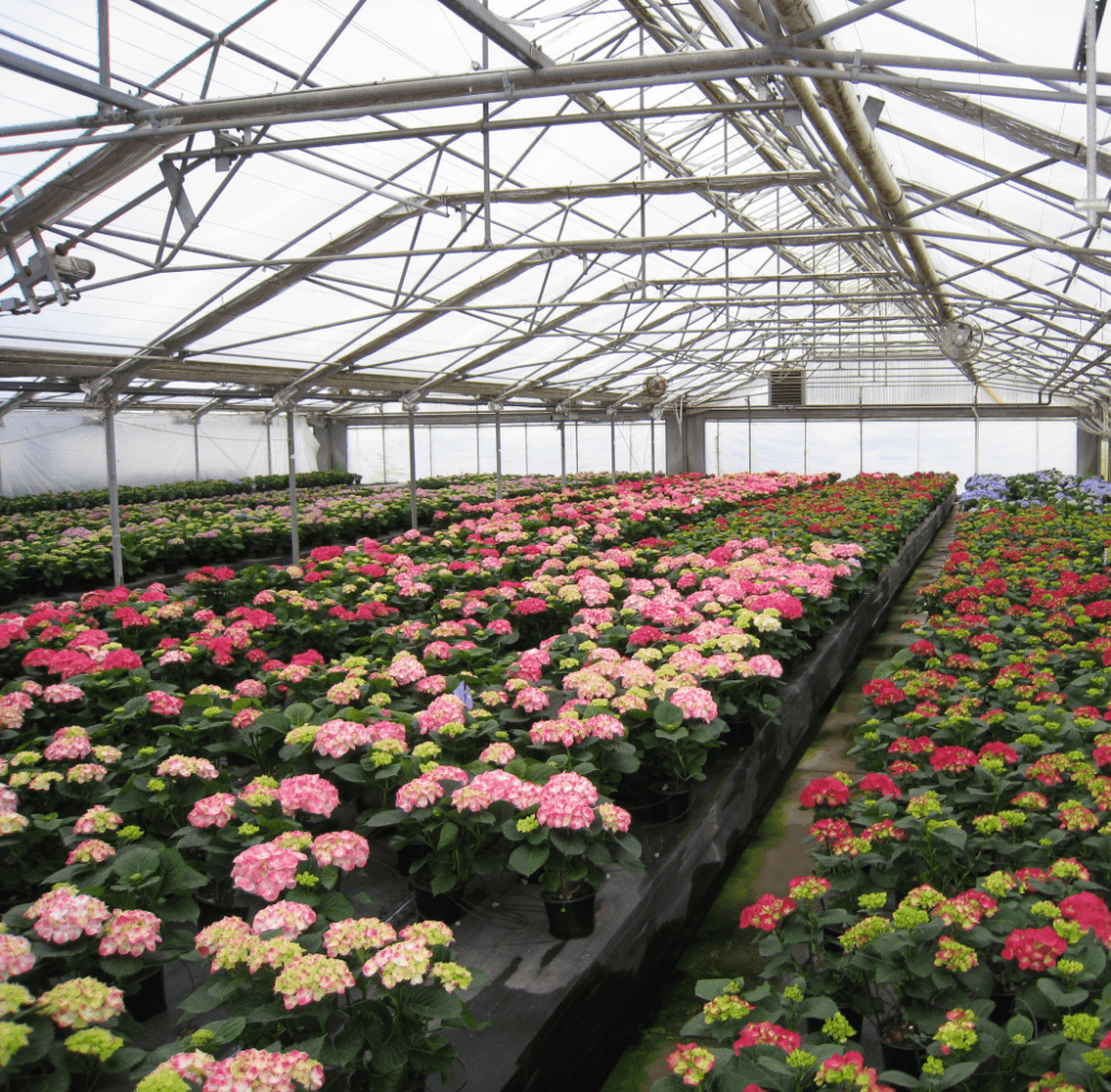 Bay City Flower Co06