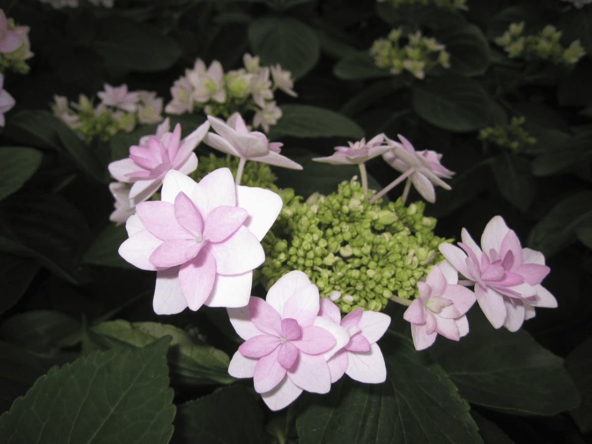 Bay City Flower Co07