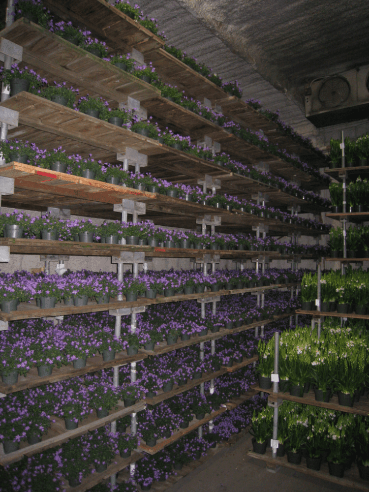 Bay City Flower Co10
