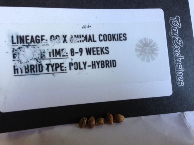 Bay exclusive og x animal cookies 2014 summer   fall