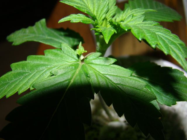 Bay leaf on fan leaf