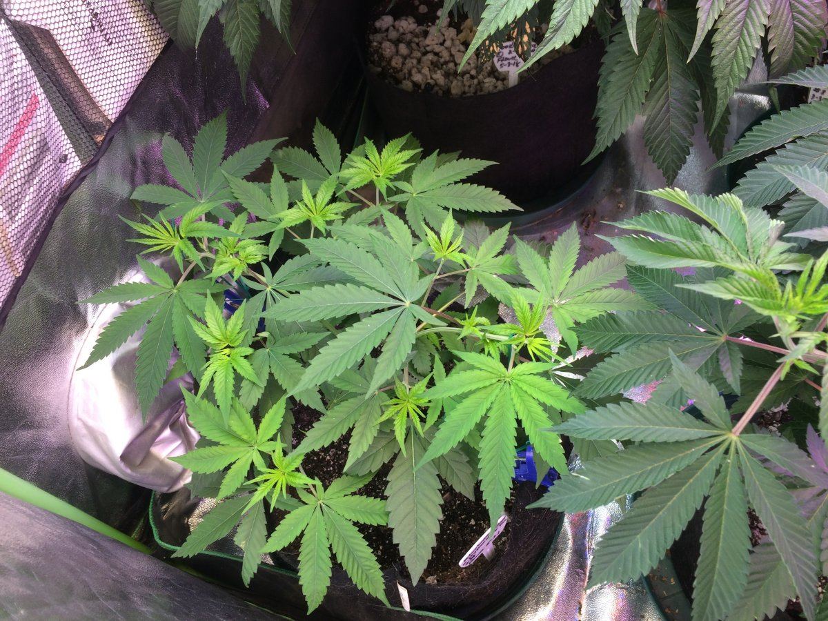 BB Bliss x Hyperglue