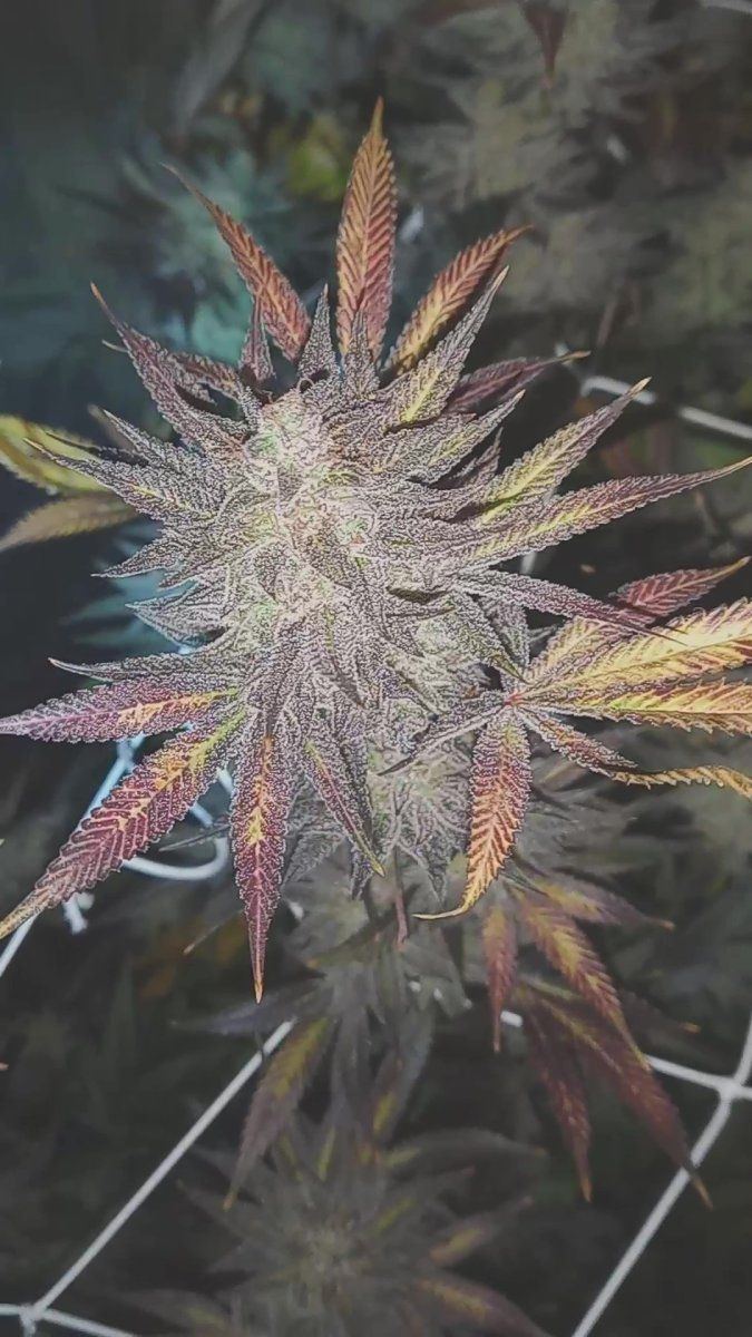 Bb blue cheese cut