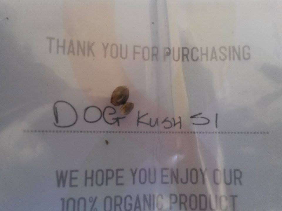 Bb dog kush