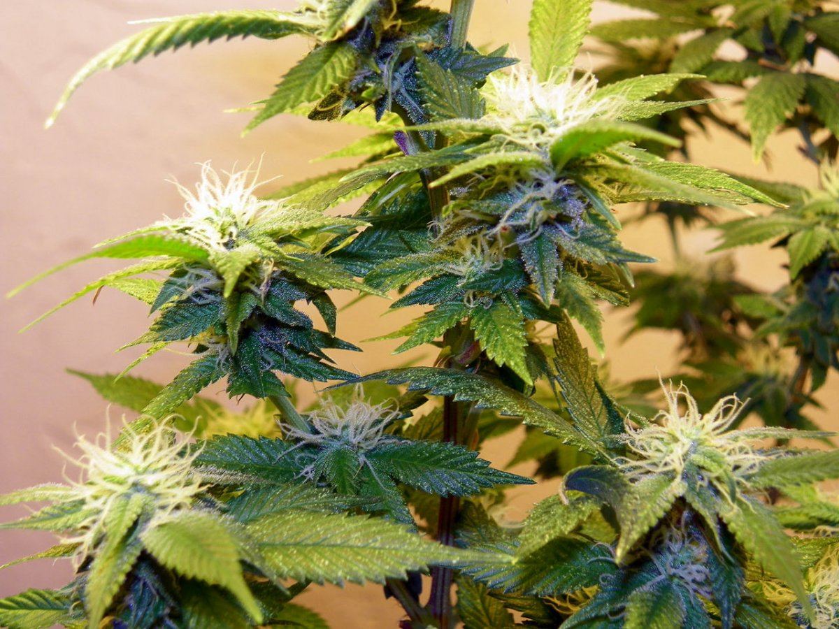 Bb  northern lights newby 3
