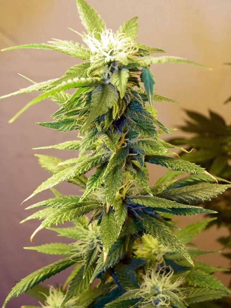 Bb  northern lights newby 4