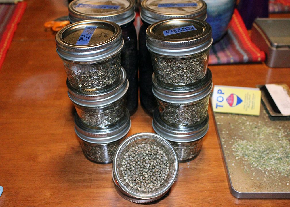 BB3A Seed Harvest