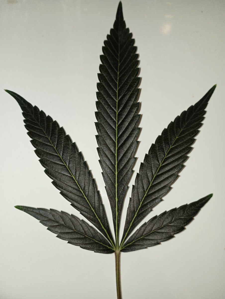 Bbbc leaf