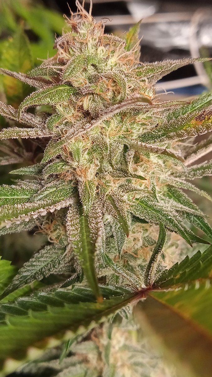 Bbbc zoom