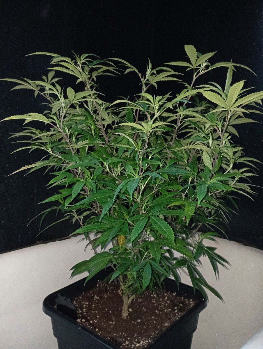 Bbbc25