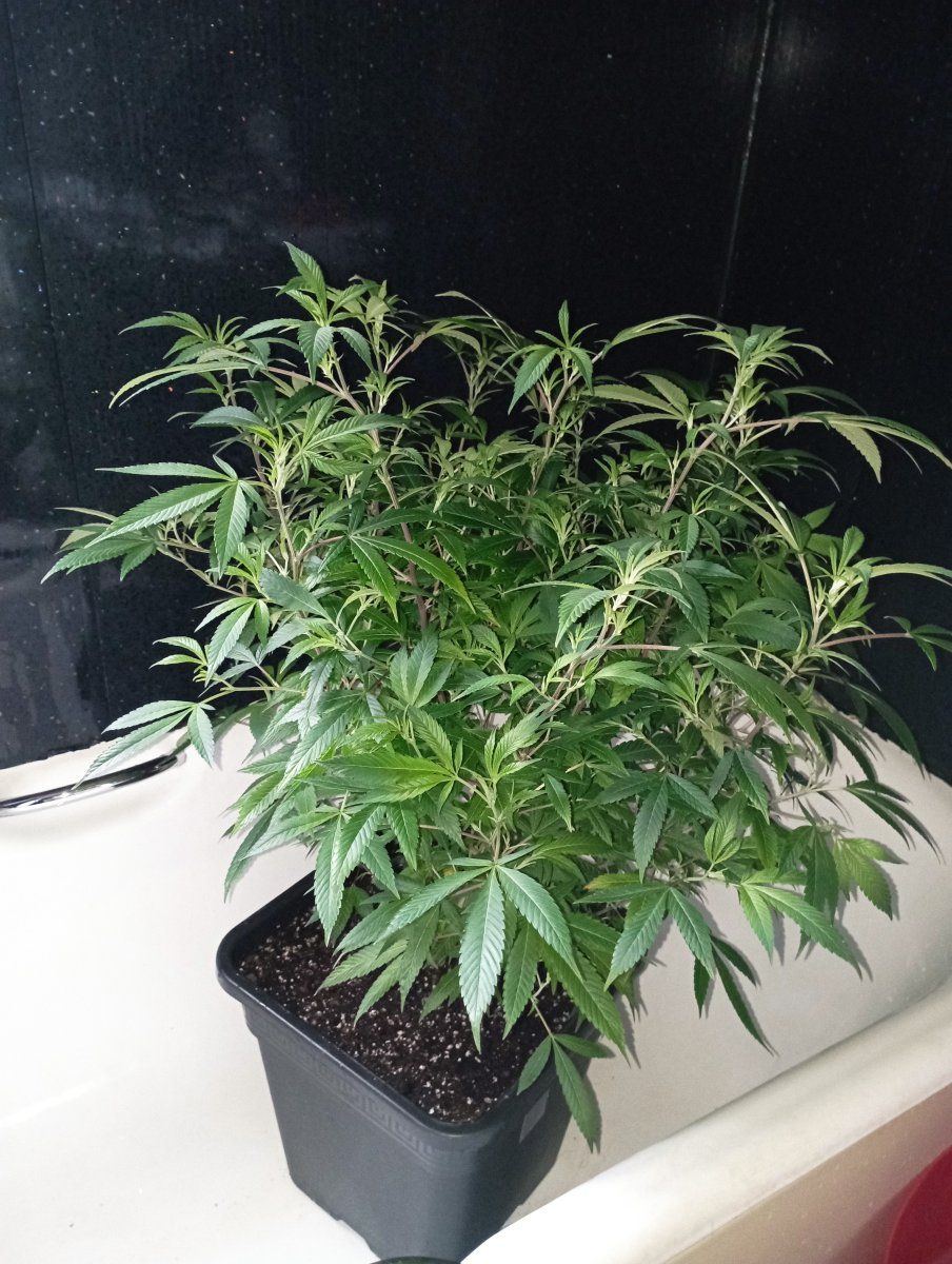 Bbbc25
