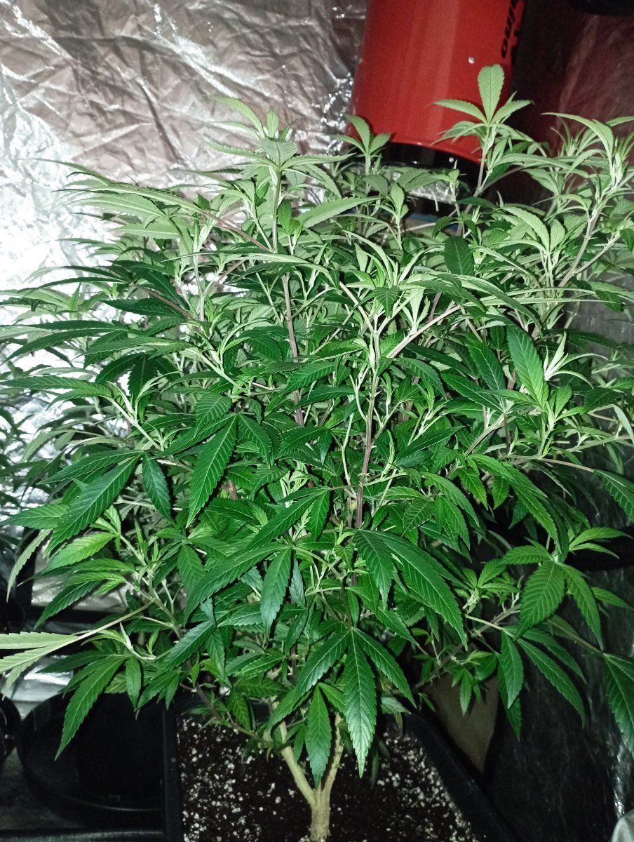 Bbbc25