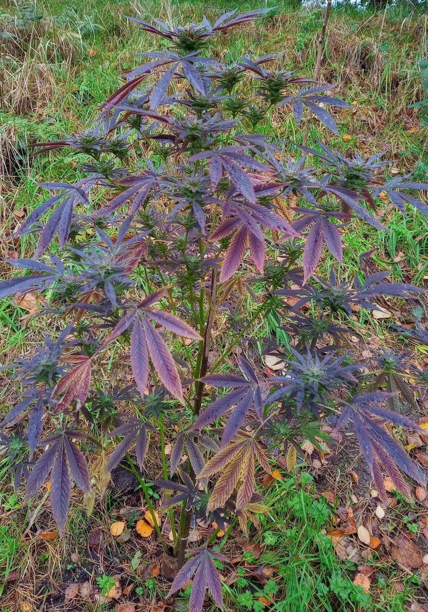 Bbbcoutdoor