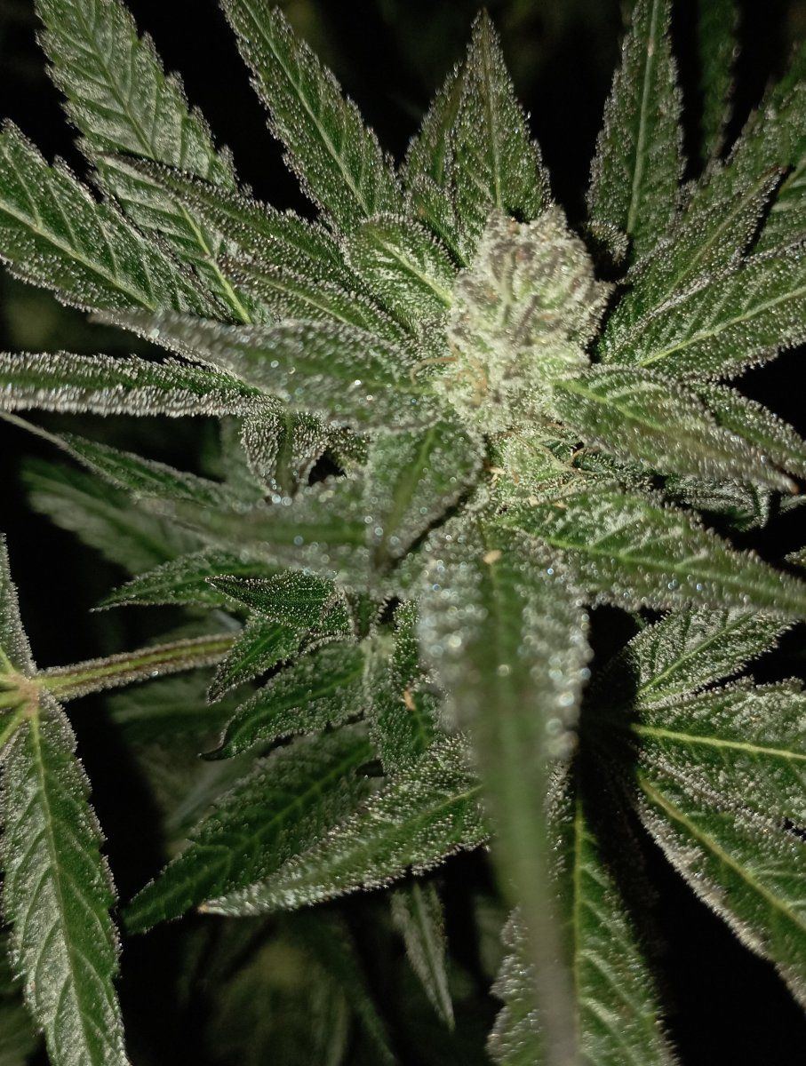 Bbbcr24