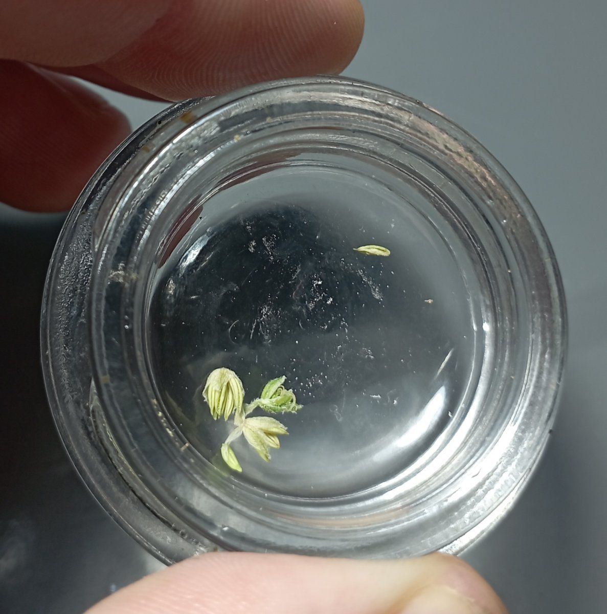 Bbbcrpollen