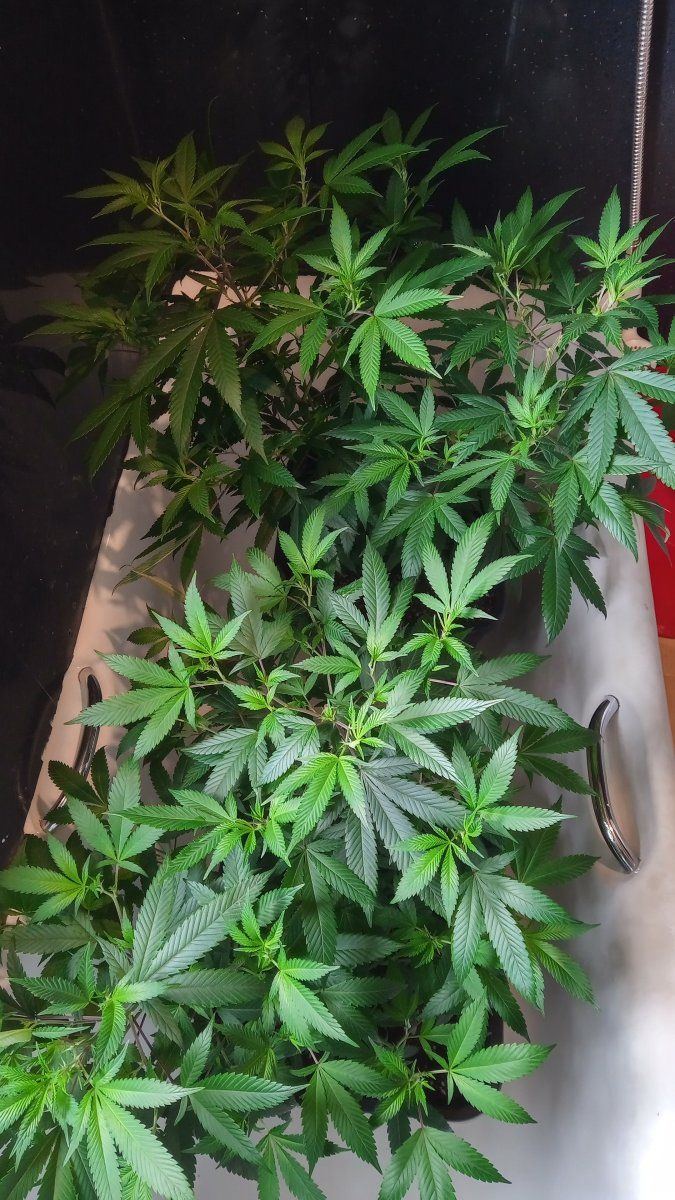 Bbbluecheese