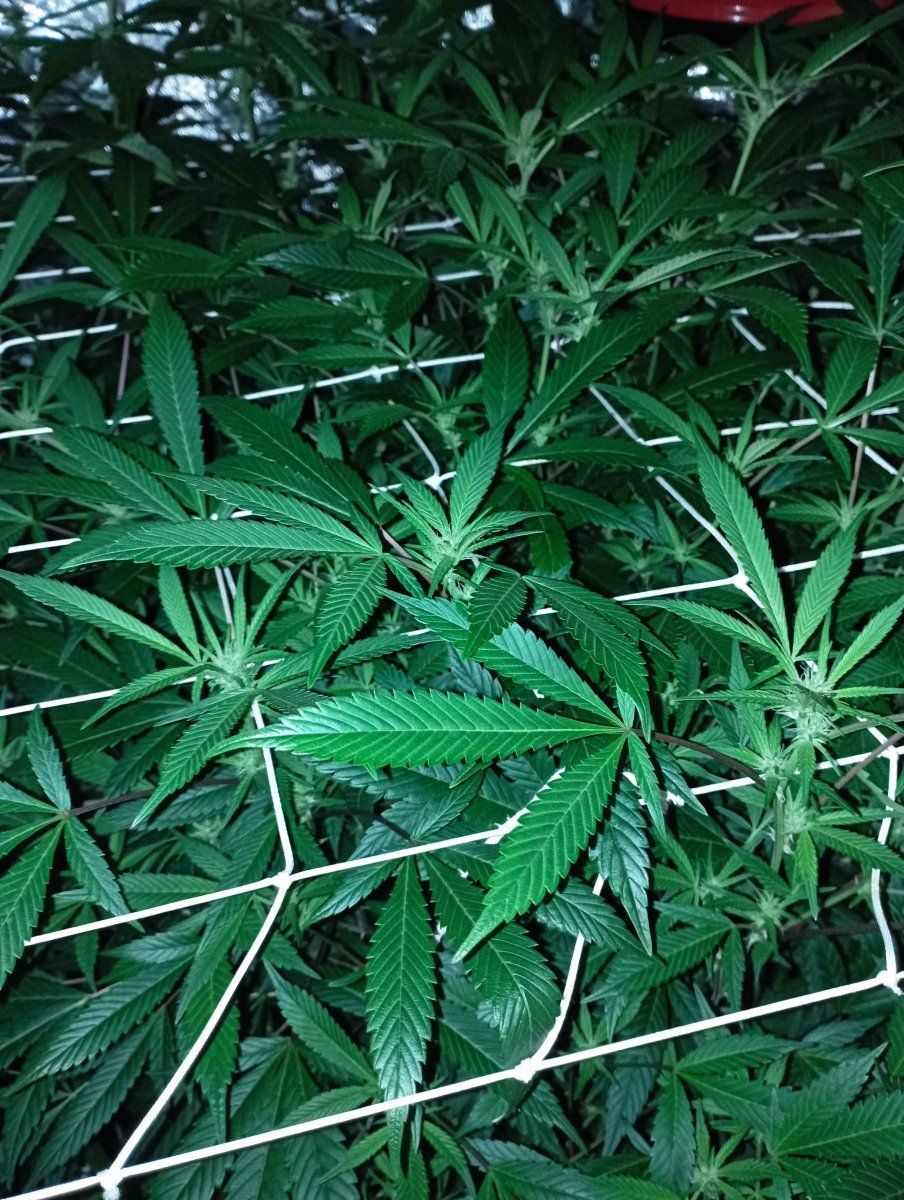 Bbbluecheese