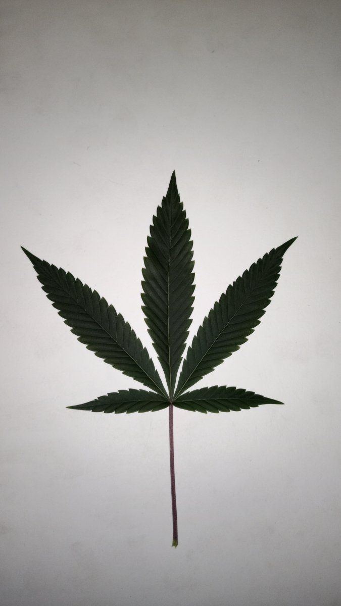 Bbbluecheese leaf