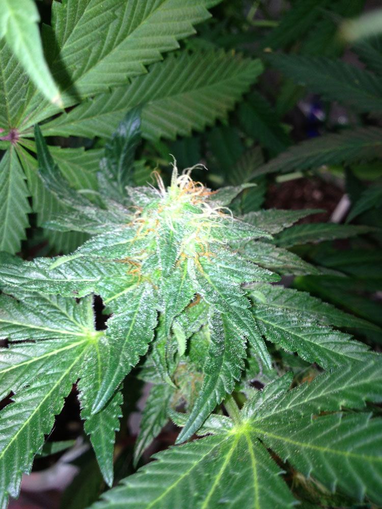 BBG1