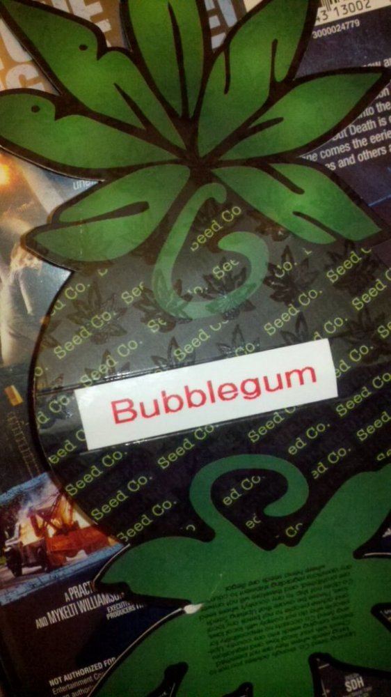 Bbgum 