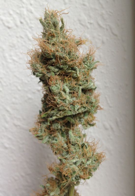 Bbhb