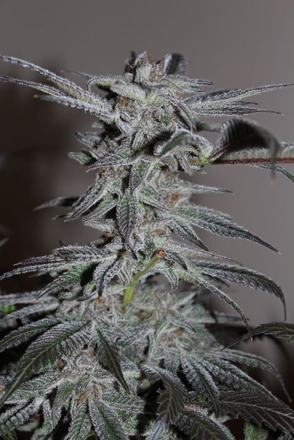 Bbk9wks
