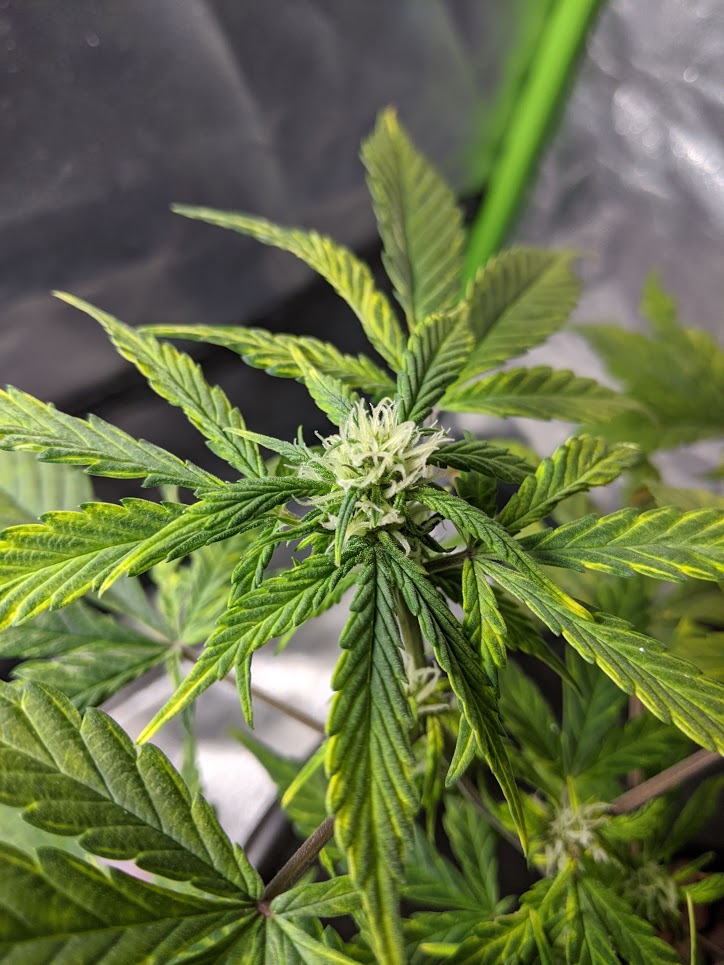 BBK flower