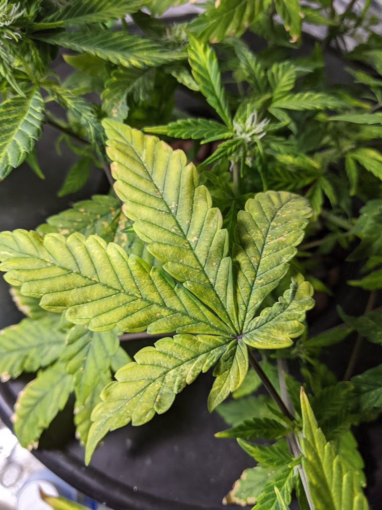 BBK leaf