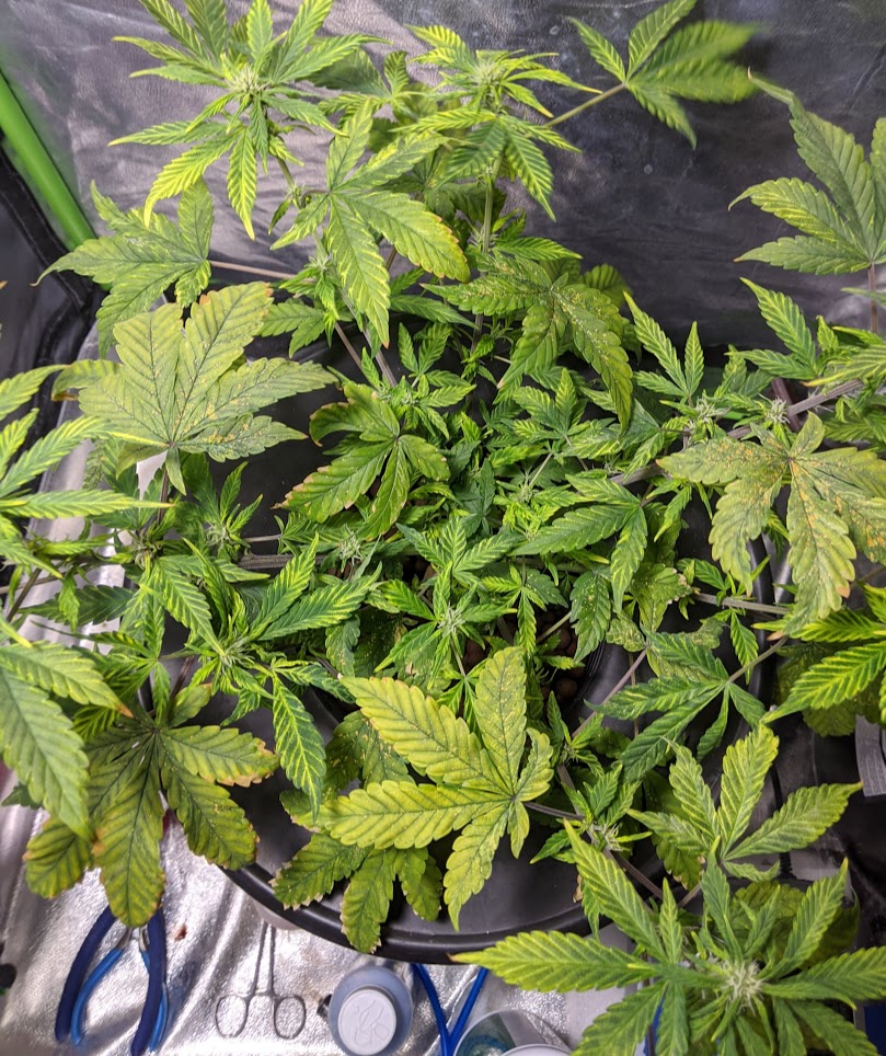 BBK topview