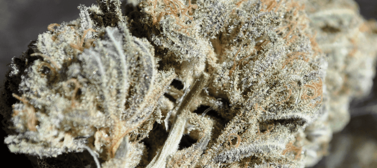 Bbkcloseup