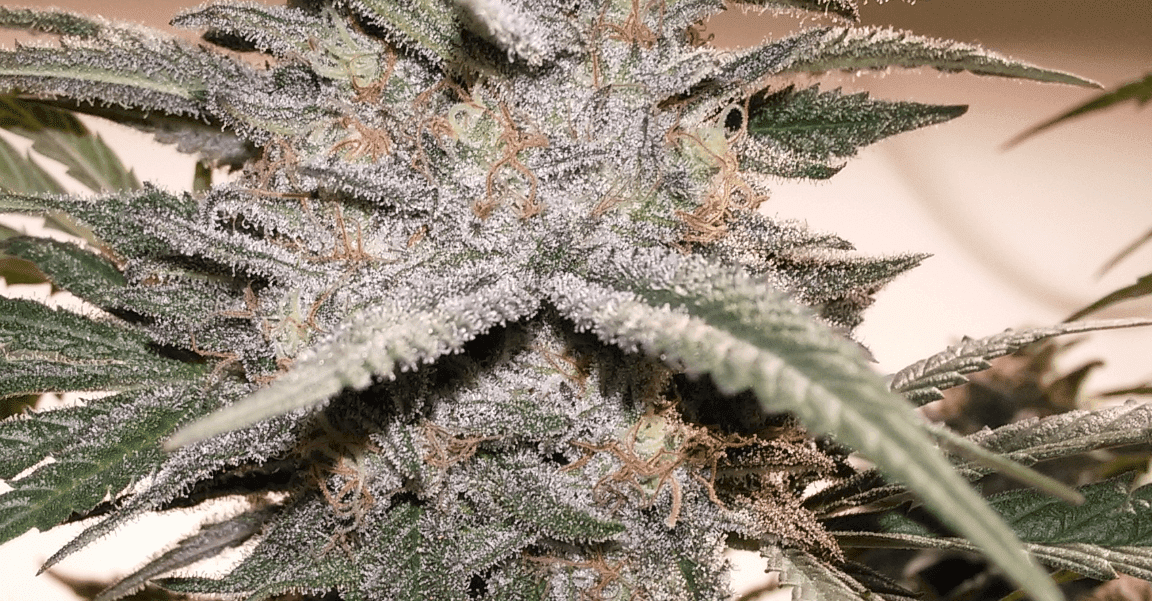 Bbktrichs3