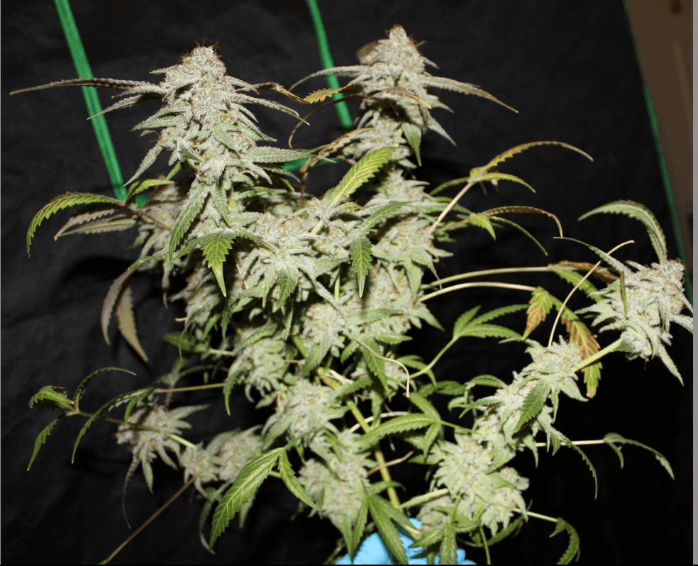 Bbkush