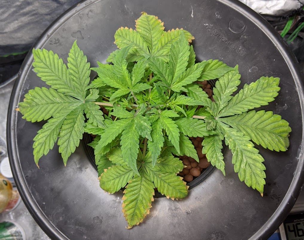 BBkush1