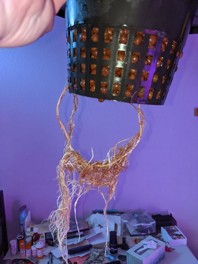 BBKush roots